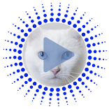 Звуки кошки и мелодии