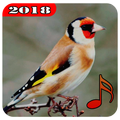 New birds sounds ringtones