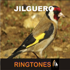 Jilguero icône
