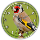 American Gold Finch Clock LWP APK