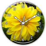 Yellow Dahila Clock Live WP