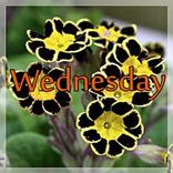 Wednesday