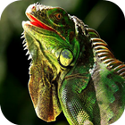 Iguana HD Wallpaper أيقونة