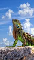 Iguana HD Wallpaper capture d'écran 3