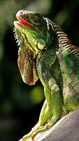 Iguana HD Wallpaper تصوير الشاشة 2