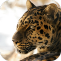 Leopard HD Wallpaper