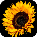 Sunflower HD Wallpaper APK