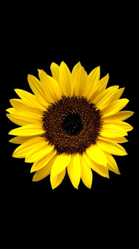Sunflower HD Wallpaper for Android - APK Download