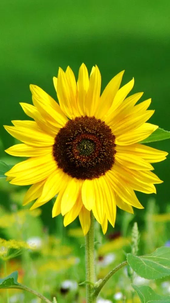 Tải xuống APK Sunflower HD Wallpaper cho Android