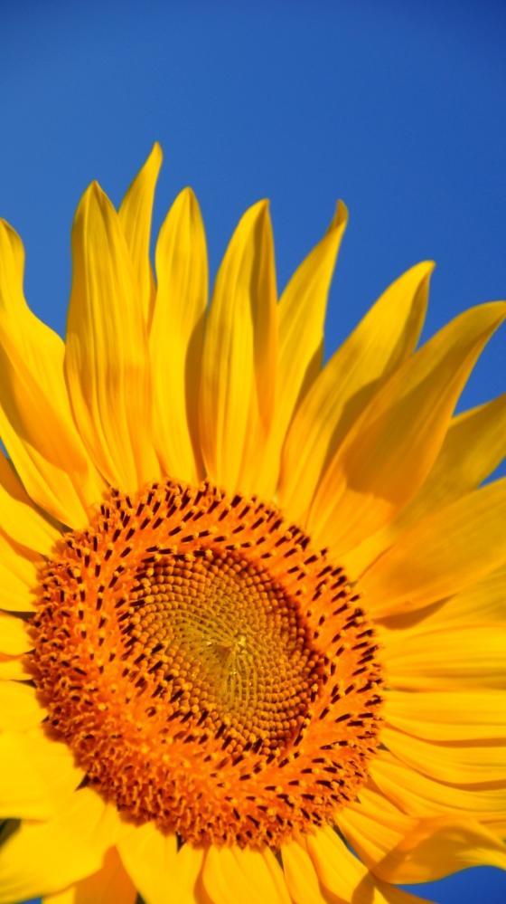 Sunflower HD Wallpaper APK for Android Download