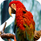 ikon Parrot HD Wallpaper
