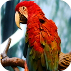 Parrot HD Wallpaper icon