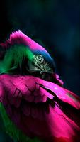 Parrot HD Wallpaper screenshot 3