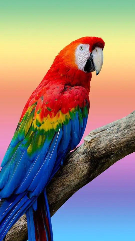 Parrot HD Wallpaper APK for Android Download Parrot HD Wallpaper APK for Android Download
