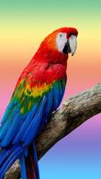 Parrot HD Wallpaper poster