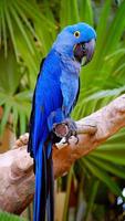 Parrot HD Wallpaper screenshot 2