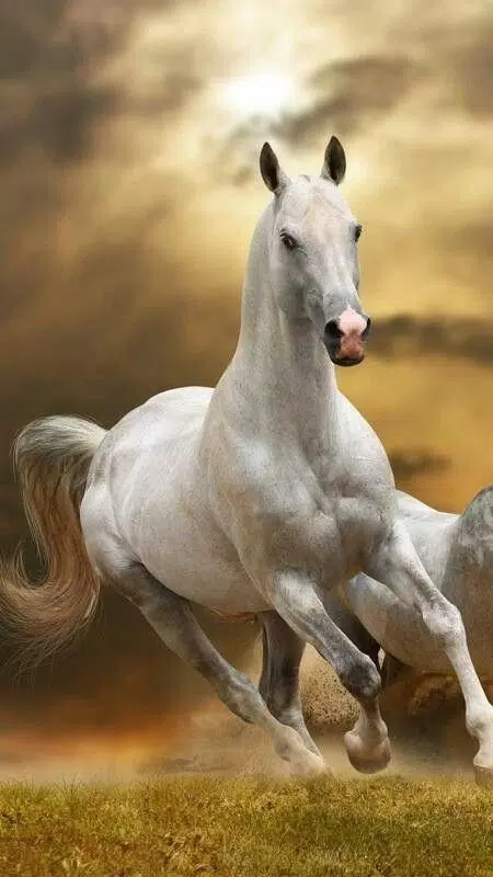White Horse HD Wallpapers APK for Android Download White Horse HD Wallpapers APK for Android Download