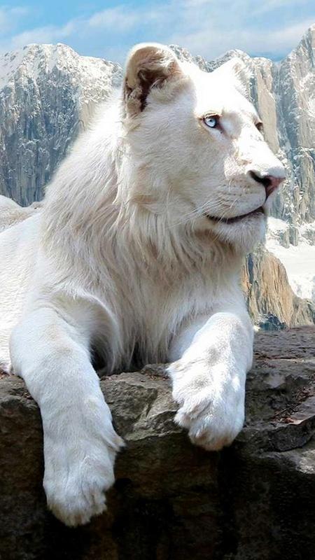 White Lion Hd Wallpaper For Android Apk Download