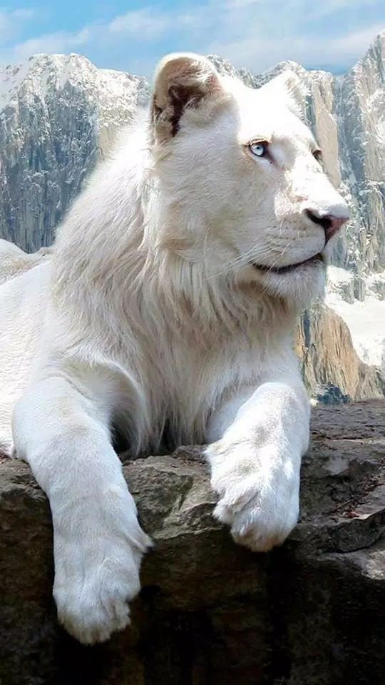 White Lion HD Wallpaper APK for Android Download White Lion HD Wallpaper APK for Android Download