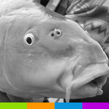 Carp Fishing Wallpapers