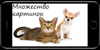 Кошки против собак, кто лучше? 포스터