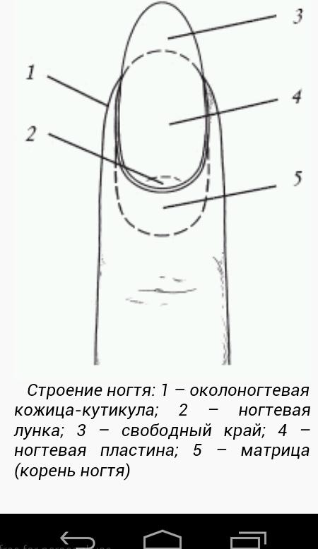 Корни ногтей находятся