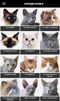 Породы кошек पोस्टर
