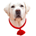 Обереги для собак