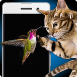 Birds for Cat Simulator icon