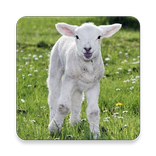 Псалтирь комментарии пояснения