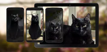 Nette schwarze Katze Live Wall