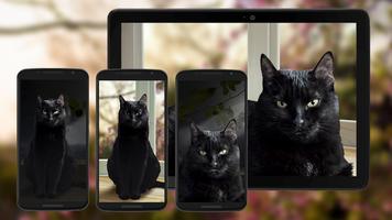 Kucing hitam lucu Wallpaper hi poster