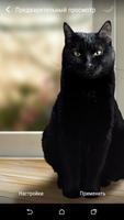 لطيف القط الأسود خلفيات حية. تصوير الشاشة 1
