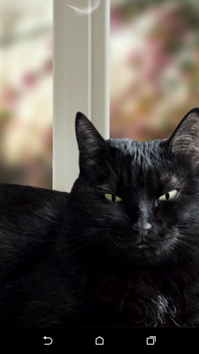 無料で かわいい黒猫ライブ壁紙 アプリの最新版 Apk1 14をダウンロードー Android用 かわいい黒猫ライブ壁紙 Apk の最新バージョンをダウンロード Apkfab Com Jp