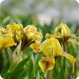 Iris Flowers Live Wallpaper FREE