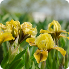 Iris Flowers Live Wallpaper FREE Zeichen