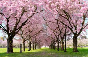 Spring Cherry Blossom Live Affiche