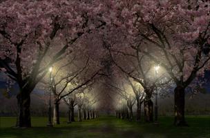 Spring Cherry Blossom Live تصوير الشاشة 1