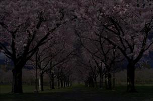 2 Schermata Spring Cherry Blossom Live