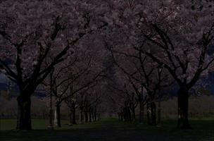 Spring Cherry Blossom Live Screenshot 2