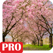 Spring Cherry Blossom Live Wallpaper icon
