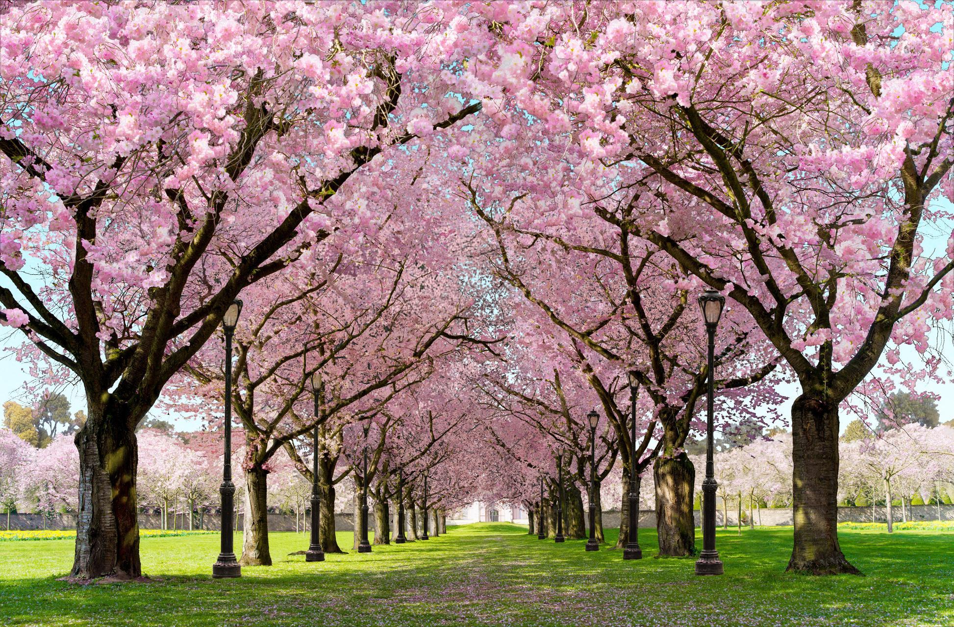Spring Cherry Blossom Live Wallpaper for Android - APK Download