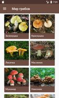 Мир грибов. Справочник постер
