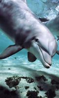 Dolphins HD LWP Lite poster