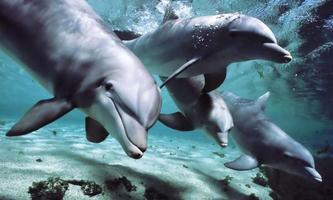 Dolphins HD LWP Lite syot layar 2