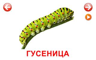 Развивающие карточки Насекомые スクリーンショット 2