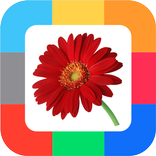 Развивающие карточки Цветы