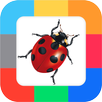 Flash Cards Insects for kids APK