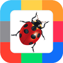 Flash Cards Insects for kids APK