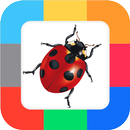 APK Flash Cards Insects for kids